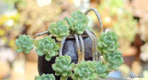 植物在烈日下怎么应对呢？