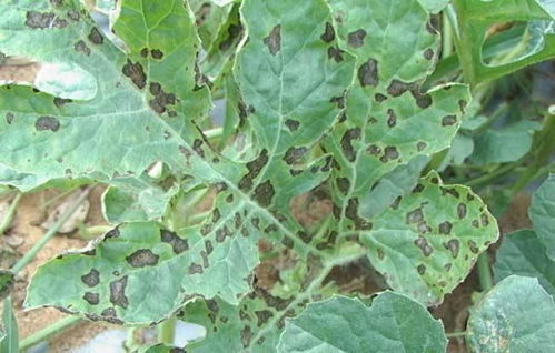 西瓜炭疽病，是个啥植物病害？