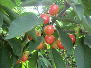 樱桃树打农药的Zui佳时机揭秘