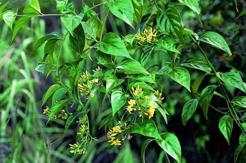 人参病虫害防治案例分析