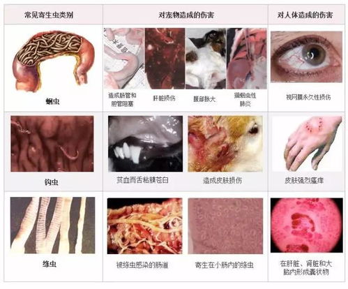 肠虫清：广谱驱虫， 平安可靠