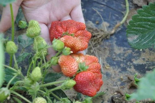 如何选择无农药的大棚草莓