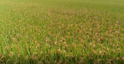 榆树秋播不出苗怎么办？揭秘秋种春发之谜