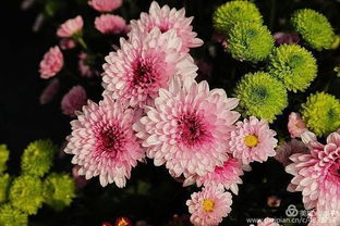 白菊花：一朵花的纯净之美