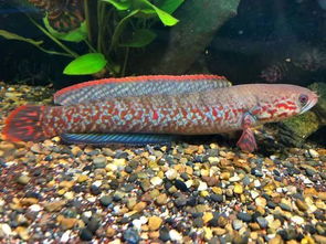 使用育成饲料还是色扬饲料喂锦鲤，色扬饲料需要多长时间才能见效？