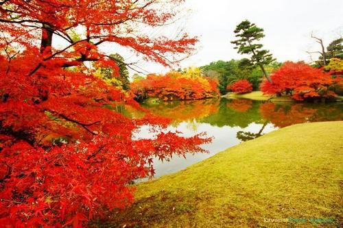 枫叶变红，是叶绿素分解后