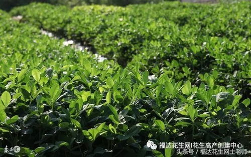 蹲苗处理有讲究