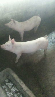 母猪不发情的根本原因是什么处理方法？