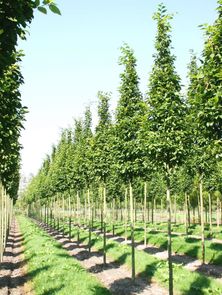 挑战与机遇：机遇还是挑战？