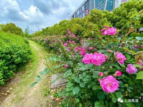 月季花的特点有哪些？能否介绍一下月季花十大经典品种的特点