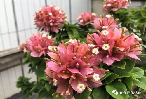 地栽三角梅养护技巧：如何修剪以促进开花，提高畜牧养殖效益？