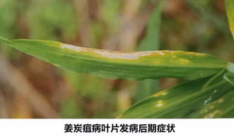 老周的经验：大姜种植23年的心得分享