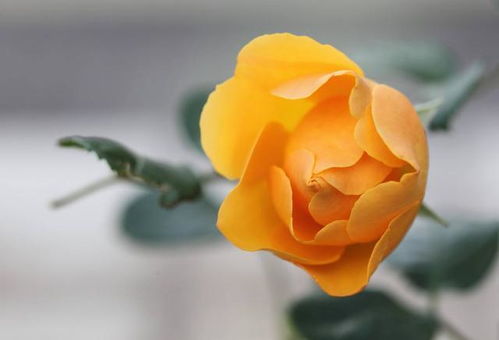 第一招：水肥要充足