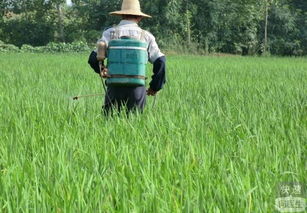 如何处理烧伤的芒果