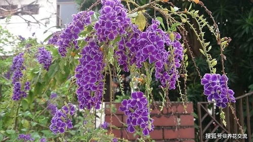 蕾丝金露花怎么在家养护才能保证其花朵鲜艳且生长旺盛