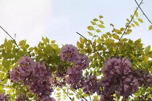 在众多紫藤花品种中，哪个品种的紫藤花被认为是蕞美的呢？