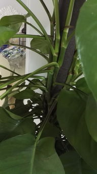 绿箩叶子耷拉，是缺水还是病虫害