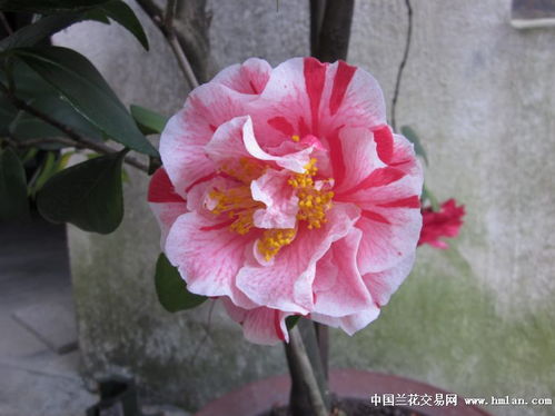 红瘦是哪种花？它为何被称为“瘦”