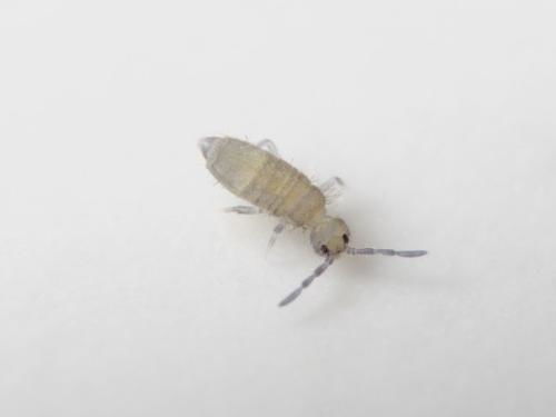 烟灰虫的噩梦