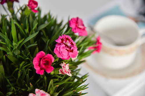 解读康乃馨花语，朵数寓意不同情感