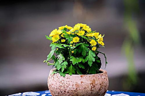 修剪和病虫害防治