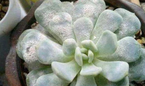 吡虫啉的作用原理