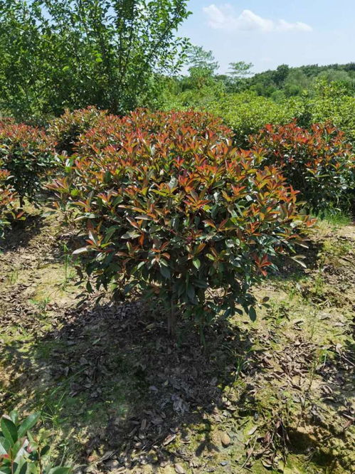 红叶石楠球市场价探秘：价格之谜大揭秘！