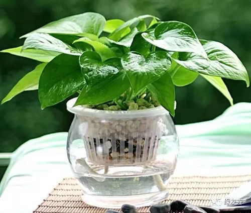 让绿萝不长藤的具体操作步骤