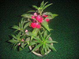 肥料大杂烩，你敢尝试吗？