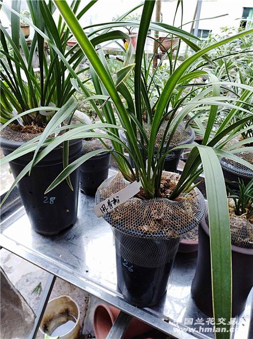 土壤与湿度的考量