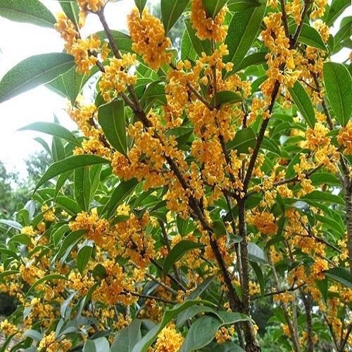 客厅放什么植物旺财？这几种植物好看又招财