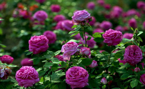 1. 藤本月季：攀爬的美丽