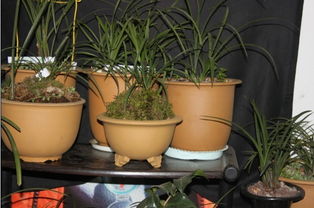 网纹草：绿意盎然 生机勃勃