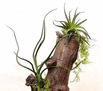 丝兰根的形态特征