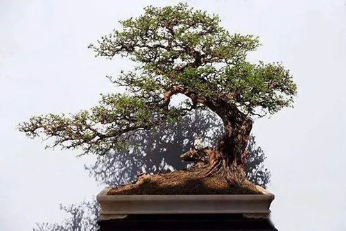 盆景之美，树木之韵