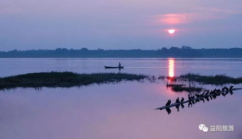 植物群落：湖洲与堤岸的画卷