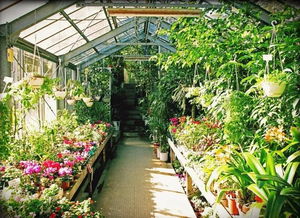 普洱小区的“控水促花法”