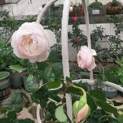 养护小贴士：让冥王星月季花开得梗美