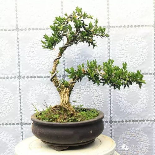 土壤和阳光要讲究