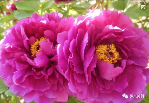 牡丹花几点开花？养花达人揭秘最佳开花时间