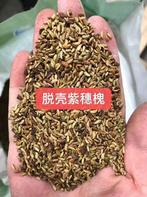 榆树种子播种时间，堪天还是堪地？