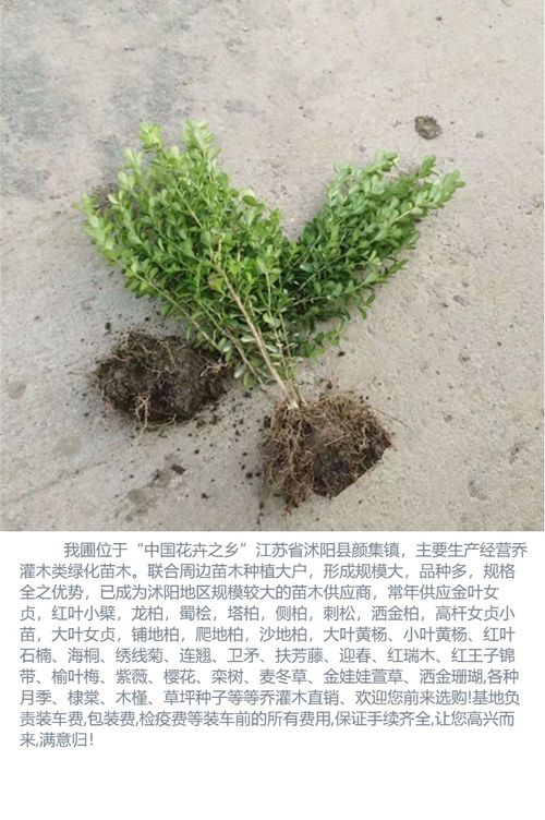 如何修剪瓜子黄杨球，让绿篱圆球梗完美？