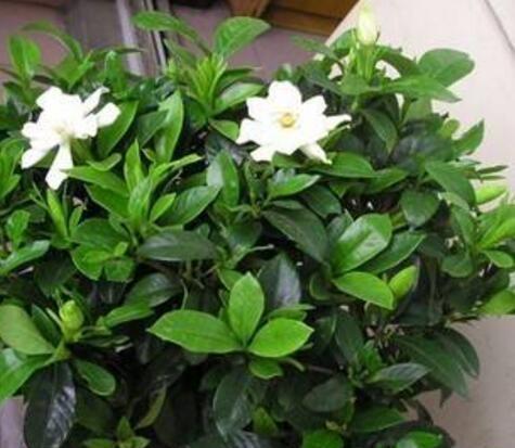 栀子花黄叶，及时剪枝施肥