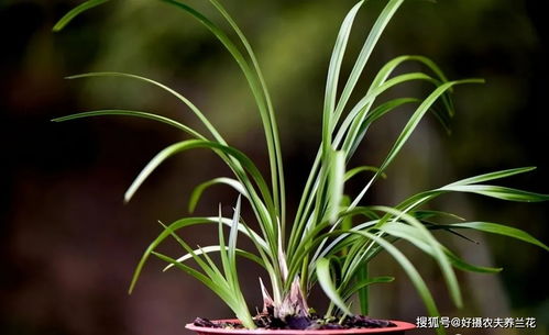 兰花苗数多了怎么栽种？拆分后如何巧妙布局