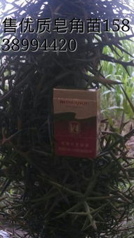 为啥高原种植物这么要命？