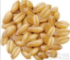 小麦营养宝库，常吃小麦有哪些神奇功效