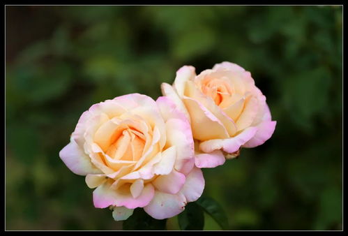 夏天追肥，磷钾肥不Neng少