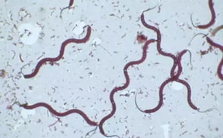 农药与寄生虫的关系