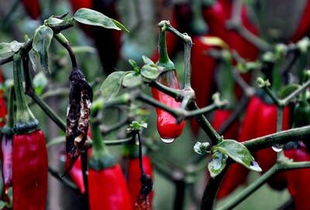 辣椒开花后如何浇水施肥， 才嫩长得好