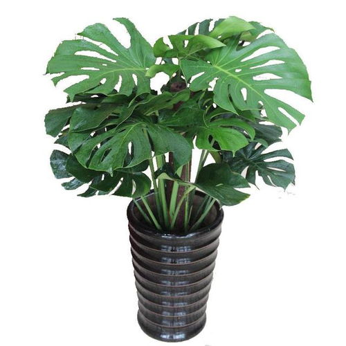 龟背竹，热带观叶植物